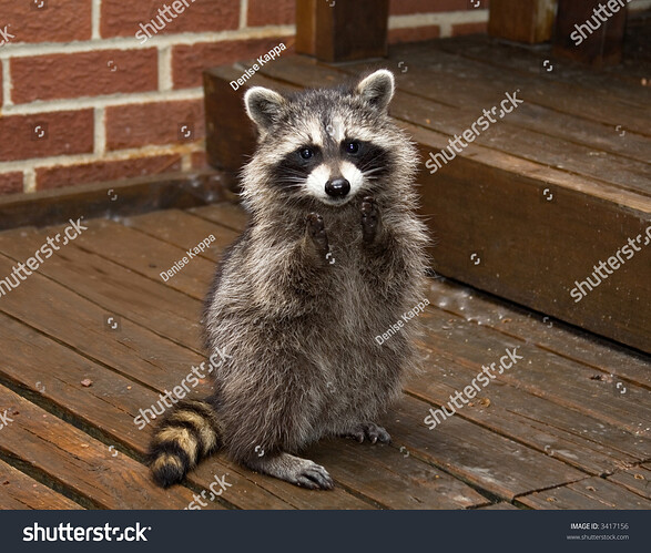 Résultat de recherche d'images pour "raccoon clapping"