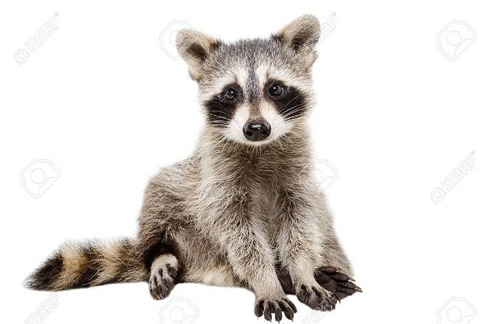 Résultat de recherche d'images pour "raccoon images"