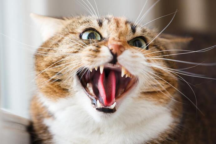 Chat