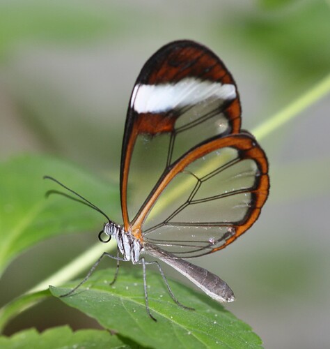 Greta_oto_(Glasswing_sp.)captive-Flickr-_S.Rae(1)