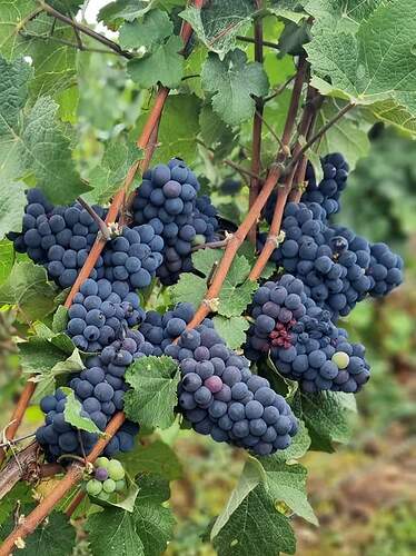 FB_IMG_1661337943210