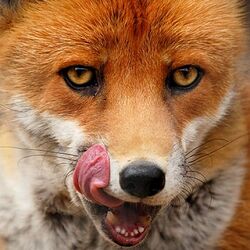 Renard