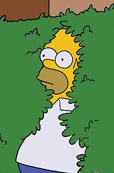 the-simpsons-homer-dans-un-buisson-