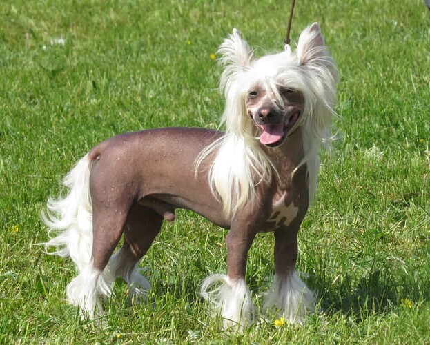chien-chinois-a-crete-race-moche-998x800