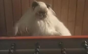 2024-03-16 16_41_52-Les chats, tous des branleurs - YouTube