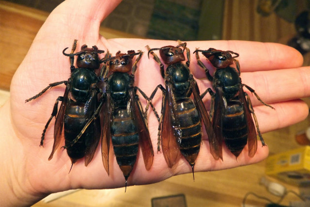 giant-hornet-plague-in-china