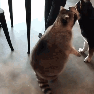 23-08-32-gif-racoon-4708877