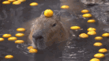 capybara-orange
