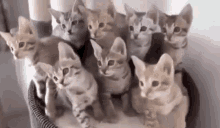 kittens-cute-kittens