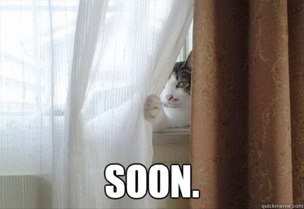 A-the-cat-behind-the-curtain-soon-meme-322431435