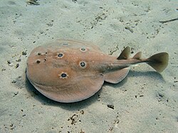 Torpedo_torpedo_corsica2