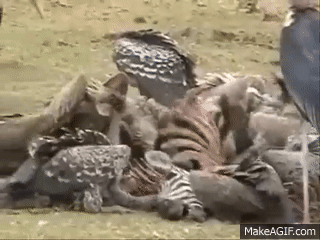 Vultures_eating_Zebra_Carcass