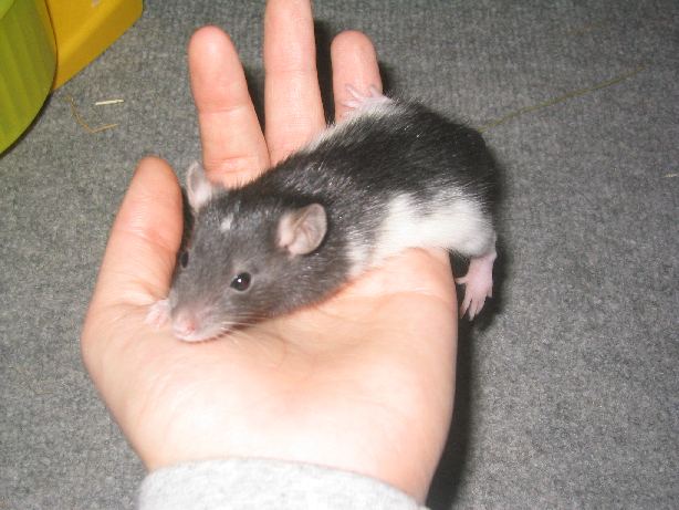 severus