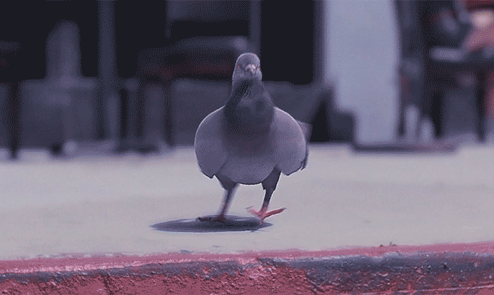 19-25-54-Swagger-Pigeon